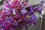 Blooming Beauty