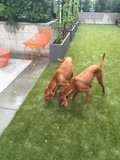 Playful Pups in the Backyard