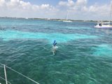 Snorkeling Adventure in the Sea