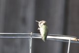 Perched in Serenity