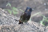 Regal Perch: A Finch at Honolulu Zoo