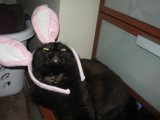 Bunny Ears on a Black Cat
