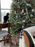 Feline Festivities