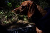 Canine Companion: A Cozy Park Adventure