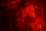 Blurry Lovebirds
