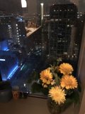 Window Blooms