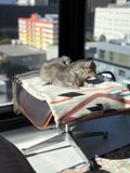 Cozy Cat Nap