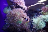 Anemone Fish in a Colorful Coral Reef