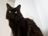 Elegant Feline