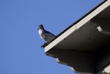 The Bluebird Serenade of El Sereno