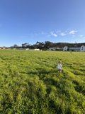 Frisbee Frolics in the Field