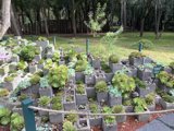 Verdant Cement Block Garden