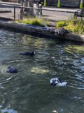 Penguins Splashing around in San Francisco Zoo Pond