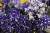 A Burst of Purple Blooms