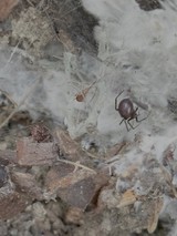 Spider in Web Among Natural Debris