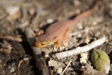 Sunbathing Lizard