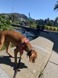 Canine Explorer at the de Young Museum