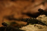 Triptych of Lizards at Oakland Zoo