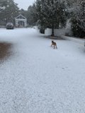 Snowy Stroll with my Pup