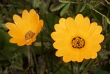 A Burst of Yellow in the Grass