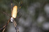 Expecting Mama Spider