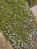 Blooming Blues on Stone Canvas