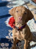 Flower Power Pup