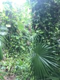 Lush Rainforest in Full Bloom