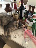 Cat and Elf at Disneyland Resort