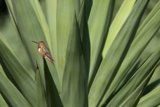 Sun-kissed Hummingbird in El Sereno, 2023
