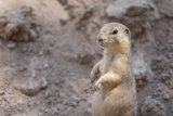Standing Ground Squirrel