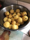 Vibrant Quince and Pears