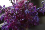 Blossoming Beauty