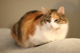Feline Comfort