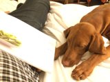 Comfy Canine Reading Nook