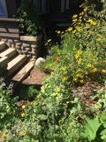 A Garden Oasis