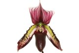 Vibrant Orchid Blossom