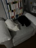 Lazy Sunday with Feline Friends