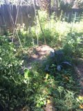 Serene Garden Oasis in Altadena