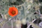 A Lone Orange Blossom