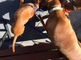 Dogs Take Over Bench