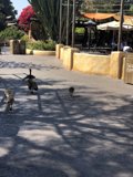 Flock of Birds on the City Walkway