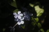 Blue Geranium Flower in the Sun