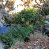 Serene Stream in Angeles National Forest