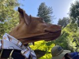 A Canine Fashionista Takes on the Wilderness