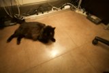 Midnight Nap