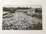 The Flock in the Field