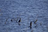Gathering at Lake Merced