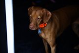 Our Loyal Companion at Carmel Valley Ranch