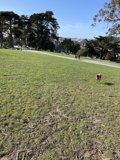Joyful Run in Alamo Square